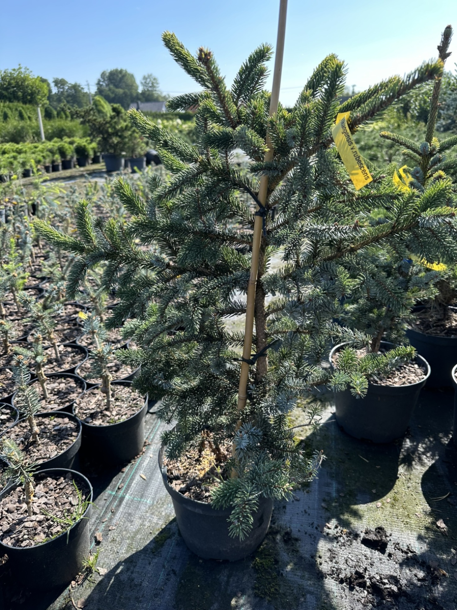 Ель лицзянская Рубесценс